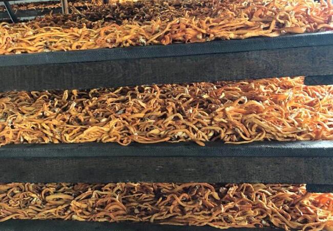 蟲草花發貨倉庫