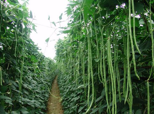 新鮮蔬菜配送:豇豆